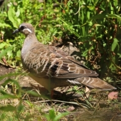 Phaps chalcoptera (Common Bronzewing) at Tidbinbilla Nature Reserve - 19 Jan 2021 by RodDeb