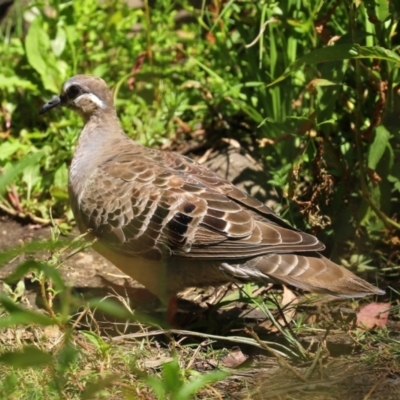 Phaps chalcoptera (Common Bronzewing) at Paddys River, ACT - 19 Jan 2021 by RodDeb