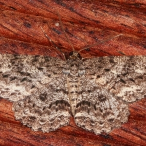 Ectropis fractaria at Melba, ACT - 9 Jan 2021