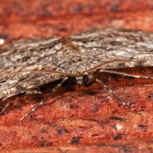 Ectropis fractaria at Melba, ACT - 9 Jan 2021