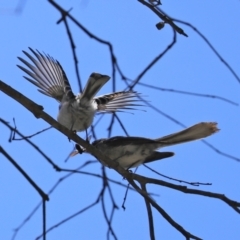 Rhipidura albiscapa (Grey Fantail) at Tidbinbilla Nature Reserve - 19 Jan 2021 by RodDeb