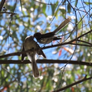 Rhipidura albiscapa at Paddys River, ACT - 19 Jan 2021