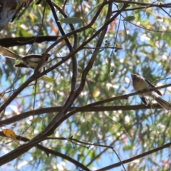 Rhipidura albiscapa at Paddys River, ACT - 19 Jan 2021