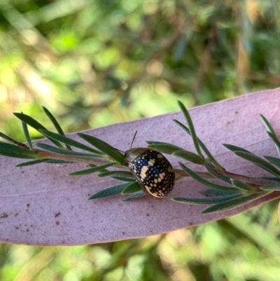 Paropsis pictipennis (Tea-tree button beetle) at Murrumbateman, NSW - 20 Jan 2021 by SimoneC