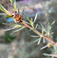 Paropsis pictipennis at Murrumbateman, NSW - 20 Jan 2021
