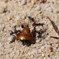 Iridomyrmex purpureus (Meat Ant) at Paddys River, ACT - 18 Jan 2021 by RodDeb