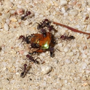 Iridomyrmex purpureus at Paddys River, ACT - 19 Jan 2021