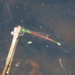 Ischnura aurora (Aurora Bluetail) at Tidbinbilla Nature Reserve - 19 Jan 2021 by RodDeb