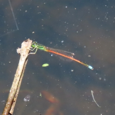 Ischnura aurora (Aurora Bluetail) at Paddys River, ACT - 19 Jan 2021 by RodDeb