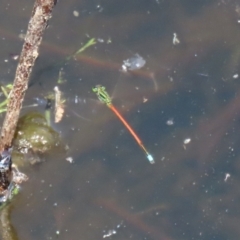 Ischnura aurora at Paddys River, ACT - 19 Jan 2021 01:27 PM