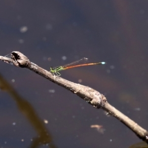 Ischnura aurora at Paddys River, ACT - 19 Jan 2021 01:27 PM