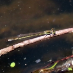 Ischnura aurora at Paddys River, ACT - 19 Jan 2021 01:27 PM