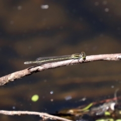 Ischnura aurora at Paddys River, ACT - 19 Jan 2021 01:27 PM