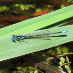 Austroagrion watsoni (Eastern Billabongfly) at Paddys River, ACT - 19 Jan 2021 by RodDeb