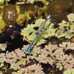 Austroagrion watsoni at Paddys River, ACT - 19 Jan 2021