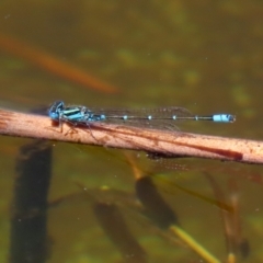 Austroagrion watsoni at Paddys River, ACT - 19 Jan 2021 01:57 PM