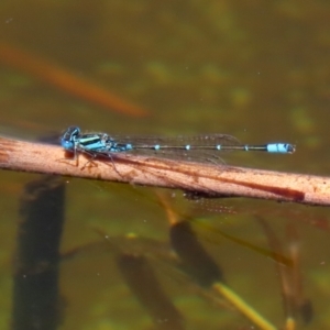 Austroagrion watsoni at Paddys River, ACT - 19 Jan 2021