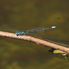 Austroagrion watsoni at Paddys River, ACT - 19 Jan 2021 01:57 PM