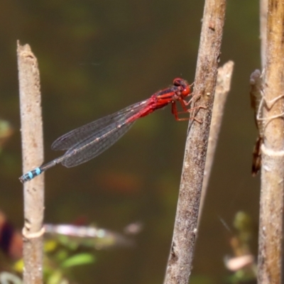 Xanthagrion erythroneurum (Red & Blue Damsel) at Paddys River, ACT - 19 Jan 2021 by RodDeb