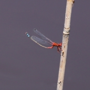 Xanthagrion erythroneurum at Paddys River, ACT - 19 Jan 2021