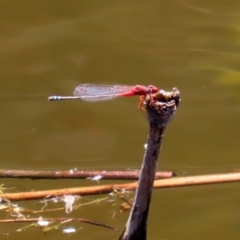 Xanthagrion erythroneurum at Paddys River, ACT - 19 Jan 2021