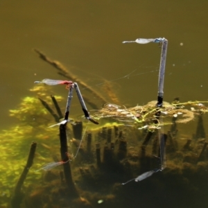 Xanthagrion erythroneurum at Paddys River, ACT - 19 Jan 2021