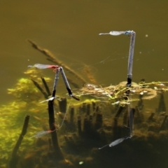 Xanthagrion erythroneurum at Paddys River, ACT - 19 Jan 2021
