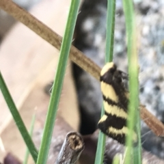 Olbonoma triptycha (Chezela Group) at Hughes Garran Woodland - 18 Jan 2021 by Tapirlord