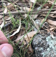 Olbonoma triptycha at Hughes, ACT - 18 Jan 2021 05:52 PM