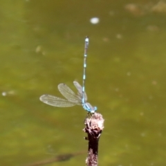 Austrolestes leda (Wandering Ringtail) at Tidbinbilla Nature Reserve - 19 Jan 2021 by RodDeb