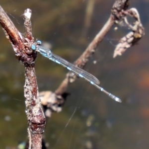 Austrolestes leda at Paddys River, ACT - 19 Jan 2021