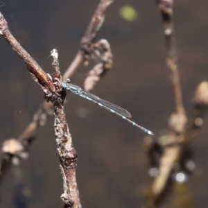 Austrolestes leda at Paddys River, ACT - 19 Jan 2021