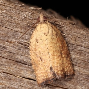 Tortricinae (subfamily) at Melba, ACT - 9 Jan 2021 10:07 PM