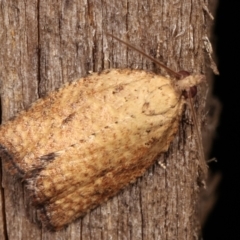 Tortricinae (subfamily) at Melba, ACT - 9 Jan 2021