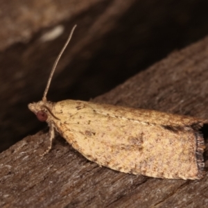 Tortricinae (subfamily) at Melba, ACT - 9 Jan 2021 10:07 PM