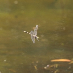 Anax papuensis at Paddys River, ACT - 19 Jan 2021 01:24 PM