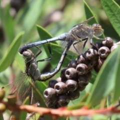 Orthetrum caledonicum (Blue Skimmer) at Paddys River, ACT - 19 Jan 2021 by RodDeb