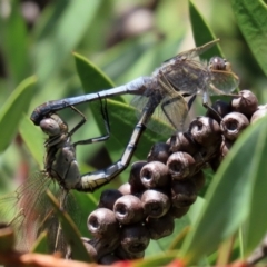 Orthetrum caledonicum at Paddys River, ACT - 19 Jan 2021 01:33 PM