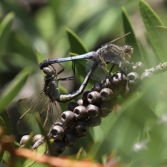 Orthetrum caledonicum at Paddys River, ACT - 19 Jan 2021