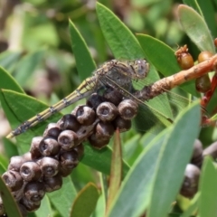 Orthetrum caledonicum at Paddys River, ACT - 19 Jan 2021 01:33 PM