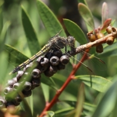 Orthetrum caledonicum at Paddys River, ACT - 19 Jan 2021 01:33 PM