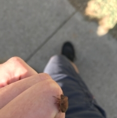 Dictyotus conspicuus (A shield or stink bug) at Red Hill to Yarralumla Creek - 20 Jan 2021 by Tapirlord