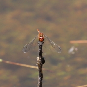 Diplacodes bipunctata at Paddys River, ACT - 19 Jan 2021