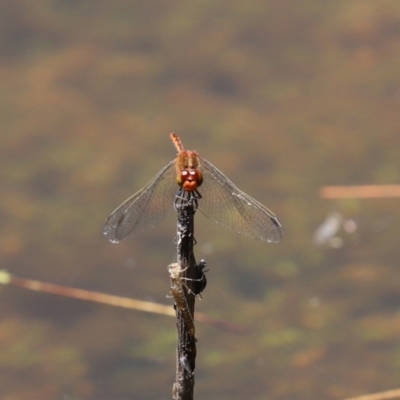 Diplacodes bipunctata (Wandering Percher) at Paddys River, ACT - 19 Jan 2021 by RodDeb