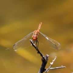 Diplacodes bipunctata at Paddys River, ACT - 19 Jan 2021