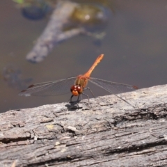 Diplacodes bipunctata at Paddys River, ACT - 19 Jan 2021