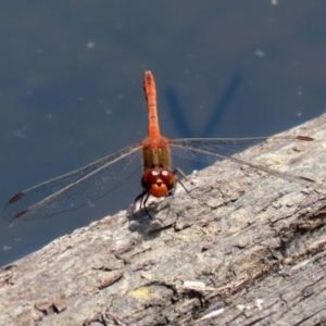 Diplacodes bipunctata at Paddys River, ACT - 19 Jan 2021