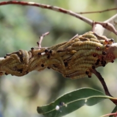 Perginae sp. (subfamily) (Unidentified pergine sawfly) at Paddys River, ACT - 19 Jan 2021 by RodDeb