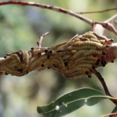 Pergidae sp. (family) (Unidentified Sawfly) at Tidbinbilla Nature Reserve - 19 Jan 2021 by RodDeb