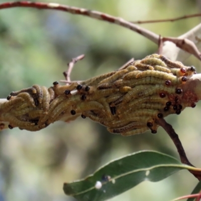 Perginae sp. (subfamily) (Unidentified pergine sawfly) at Paddys River, ACT - 19 Jan 2021 by RodDeb